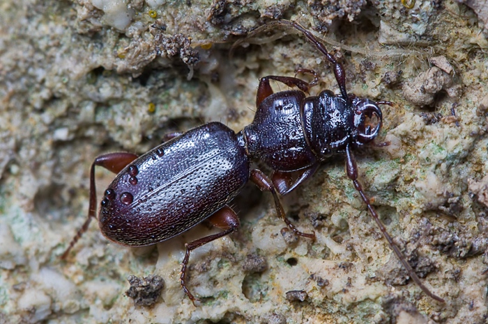 Siagona europaea da Malta